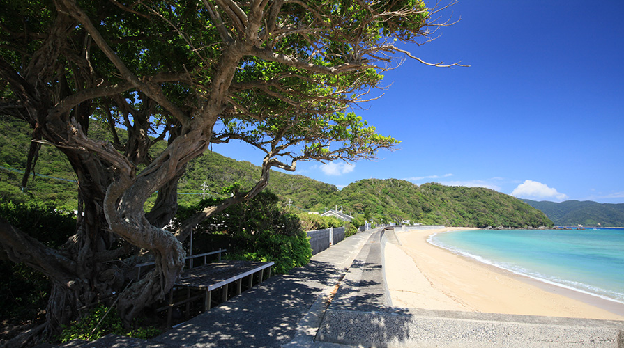 加計呂麻島の木陰一覧 ｜ 加計呂麻島の観光情報サイト 加計呂麻(カケロマ)ウェルカム