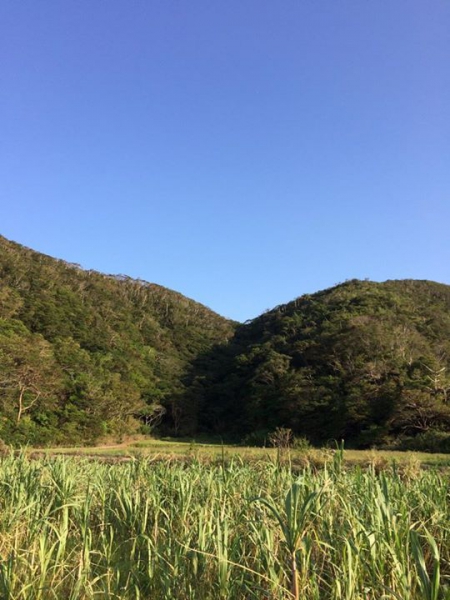 奄美大島加計呂麻島の風景