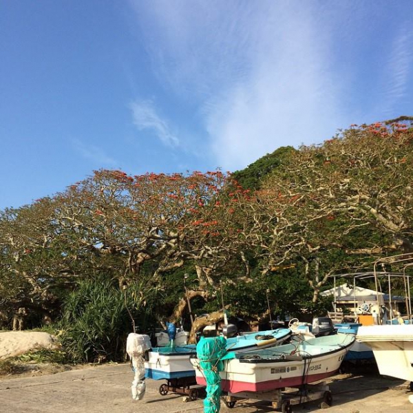 奄美大島加計呂麻島の風景