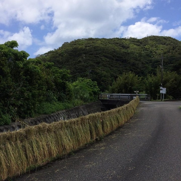 奄美大島加計呂麻島の風景