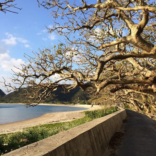 奄美大島加計呂麻島の風景