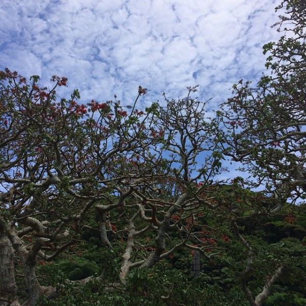 奄美大島加計呂麻島の風景