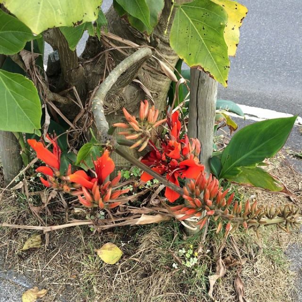 奄美大島加計呂麻島の風景