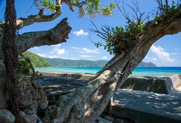 奄美大島加計呂麻島の風景