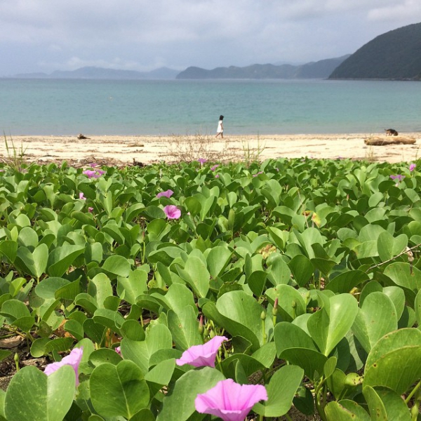 奄美大島加計呂麻島の風景