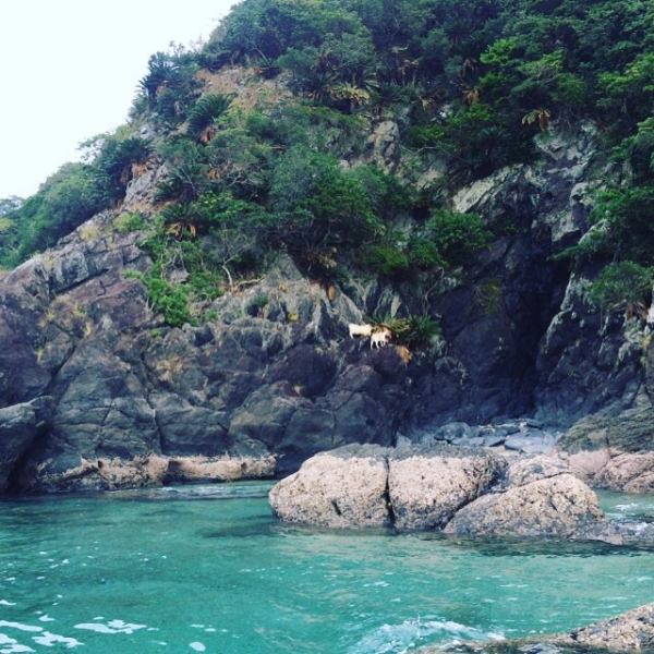 奄美大島加計呂麻島の風景