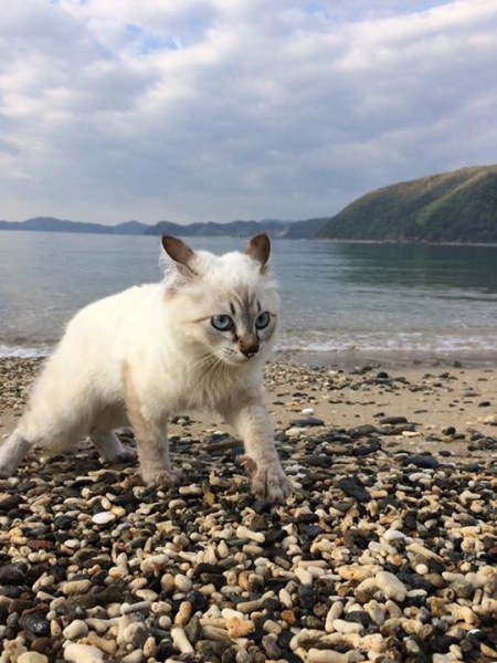 奄美大島加計呂麻島の風景