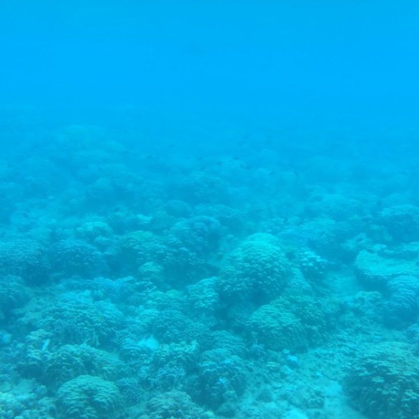 奄美大島加計呂麻島の風景