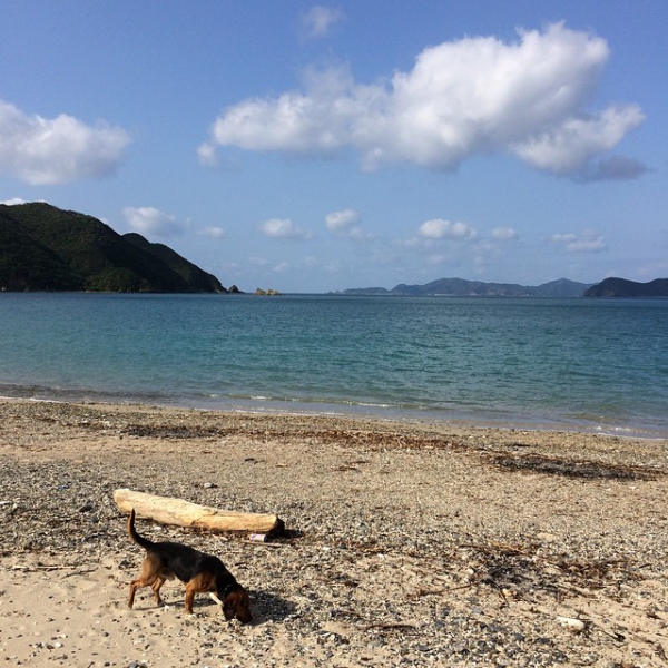 奄美大島加計呂麻島の風景