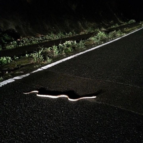 奄美大島加計呂麻島の風景