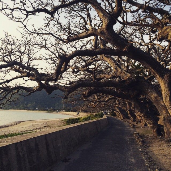 奄美大島加計呂麻島の風景