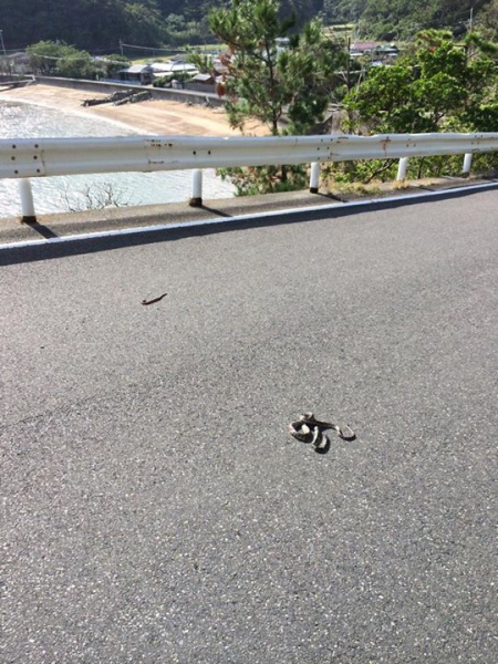 奄美大島加計呂麻島の風景