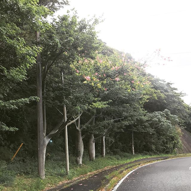 今日の加計呂麻島