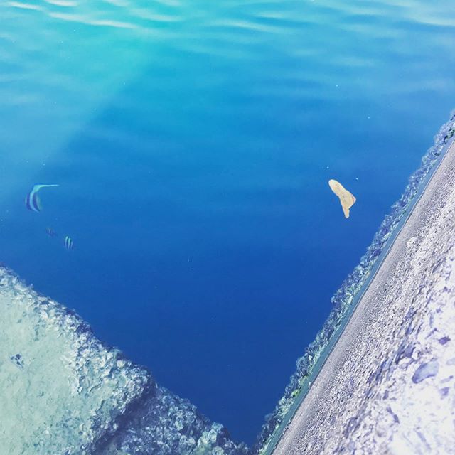 今日の加計呂麻島