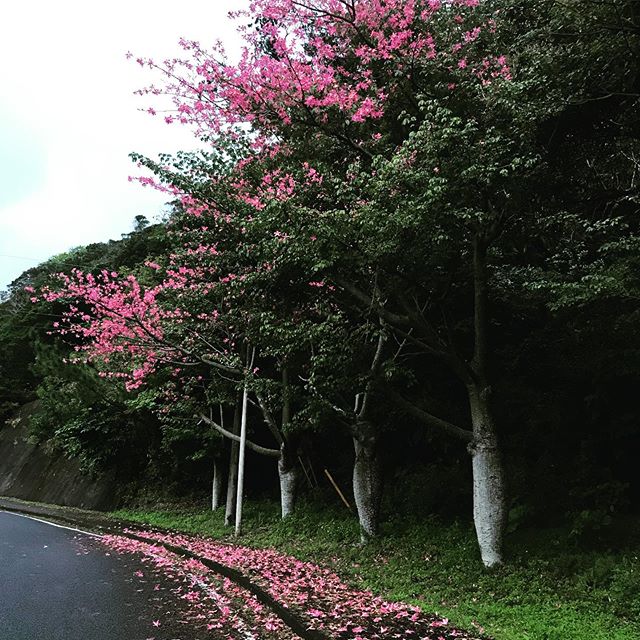 今日の加計呂麻島