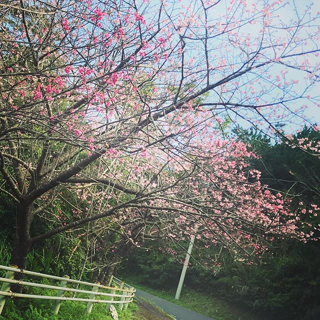 今日の加計呂麻島